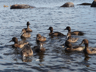 Tufted duck on the lake