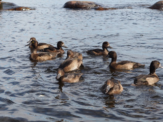 Tufted duck on the lake