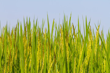 Rice  against blue sky