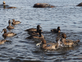 Tufted duck on the lake