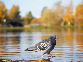 dove gray on the lake