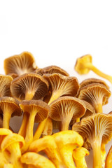 Yellow foot mushrooms with copyspace , vertical