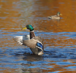 duck flaps its wings