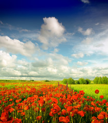 Summer wildflowers and clouds