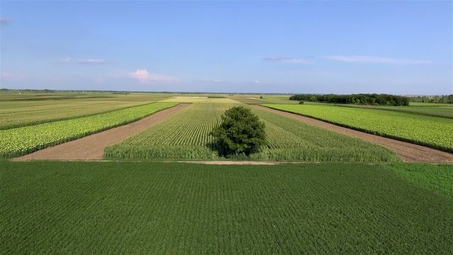 Single tree in the field