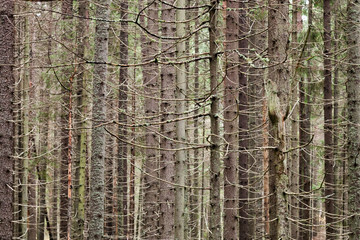 Spruce forest background with dry trunks