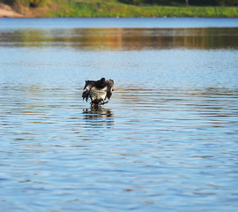 duck on the lake