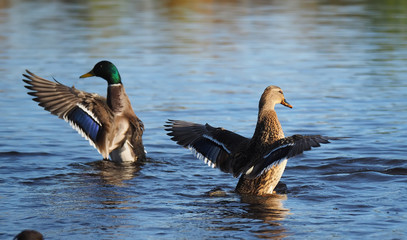 duck flaps its wings