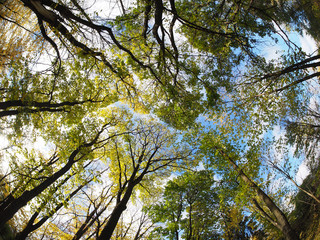 crown trees