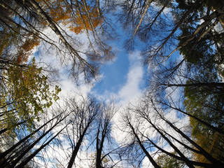 crown trees