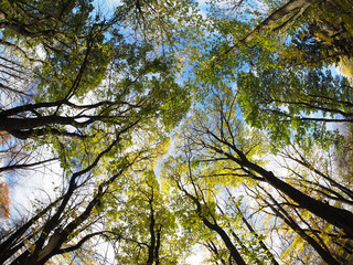 crown trees