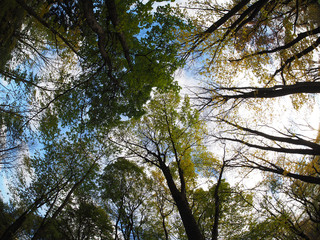 crown trees