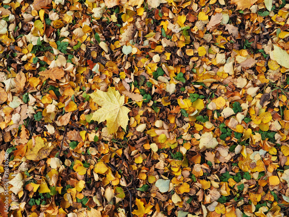 Wall mural background of leaves on the ground