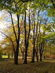 Fototapeta premium park in autumn