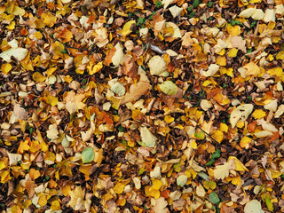 background of leaves on the ground