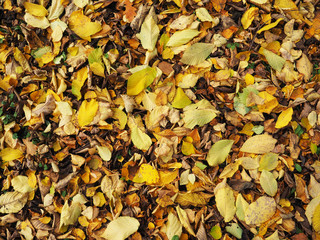 background of leaves on the ground