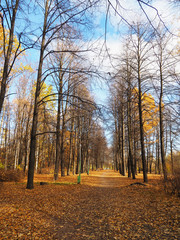 Fototapeta premium park in autumn