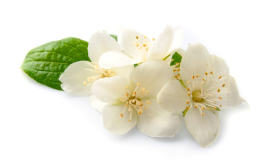 Fototapeta na wymiar White flowers of jasmine