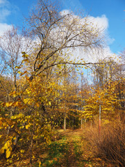 Fototapeta premium park in autumn