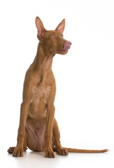 pharaoh hound puppy