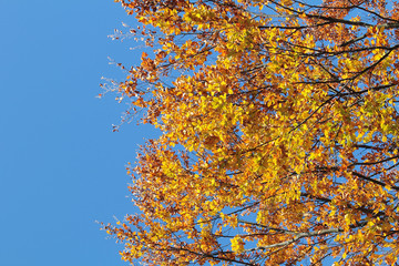 Autumn Carpathian forest