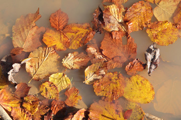 Leaves in puddle