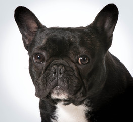 Fototapeta premium french bulldog