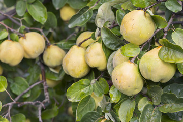 Quince tree