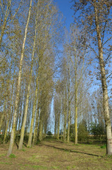 Fototapeta premium small group of birch trees