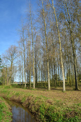 small group of birch trees