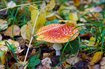 Amanita in autumn forest
