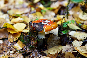 Amanita in autumn forest