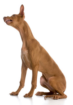 Pharaoh Hound Photos Royalty Free Images Graphics Vectors Videos Adobe Stock