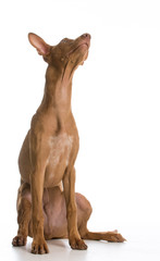 pharaoh hound