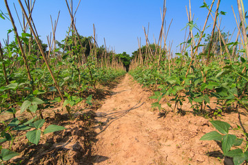 Pathwalk in yard long bean farm