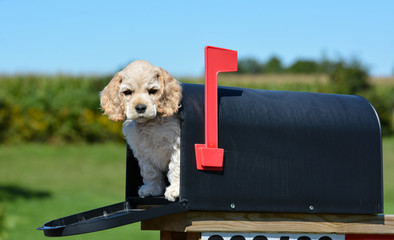 puppy in a mailbox