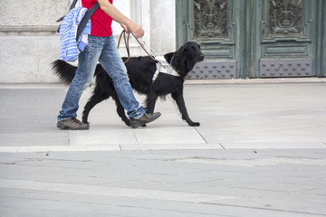 Guide dog is helping a blind man
