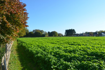 Fototapeta na wymiar field surrounded by trees