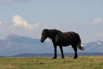 Cheval,Pyr&eacute;n&eacute;es audoises