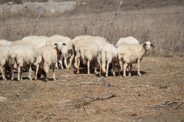 sheep