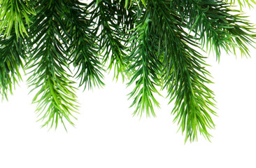 Christmas tree isolated on the white background