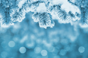 Background with snow-covered fir branches