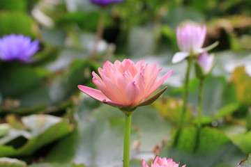 Water Lily flowers