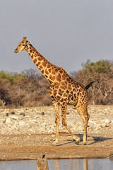 Giraffe am Wasserloch im Etosha-Nationalpark, Namibia