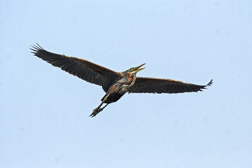 Purpurreiher (Ardea purpurea) im  Okavango, Botswana