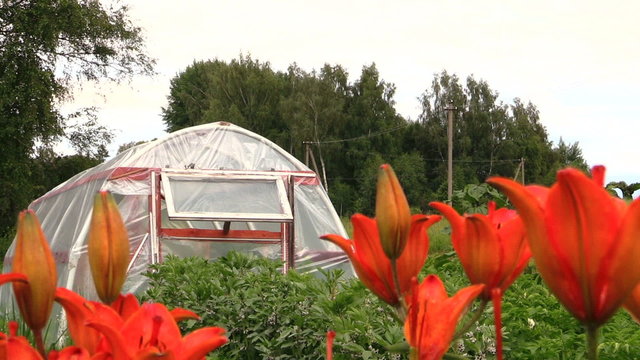 bright orange lilies in garden and greenhouse in summer.