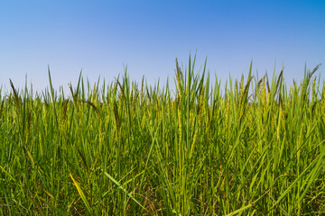 Rice against blue sky