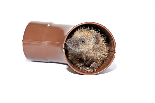 Small forest hedgehog, gets out of the drainpipe isolated