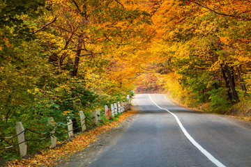 Asphalt road in golden autumn forest.