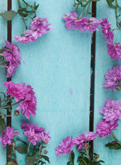 Obraz premium pink chrysanthemum